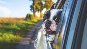 Making the Transition: A guide for dog owners